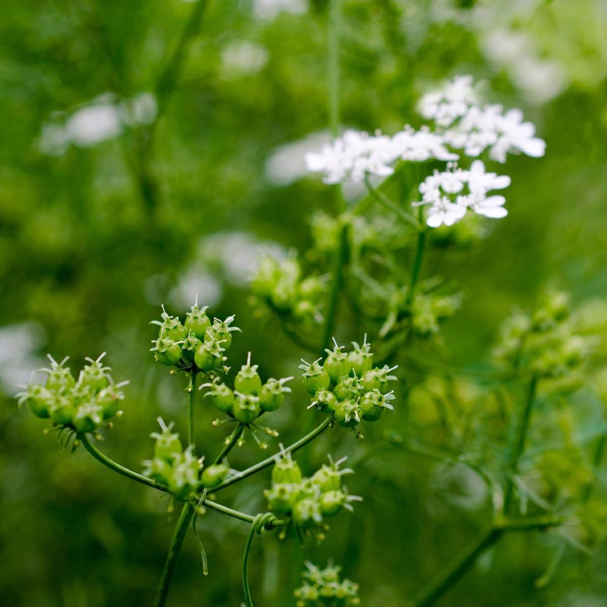 Coriander Oil