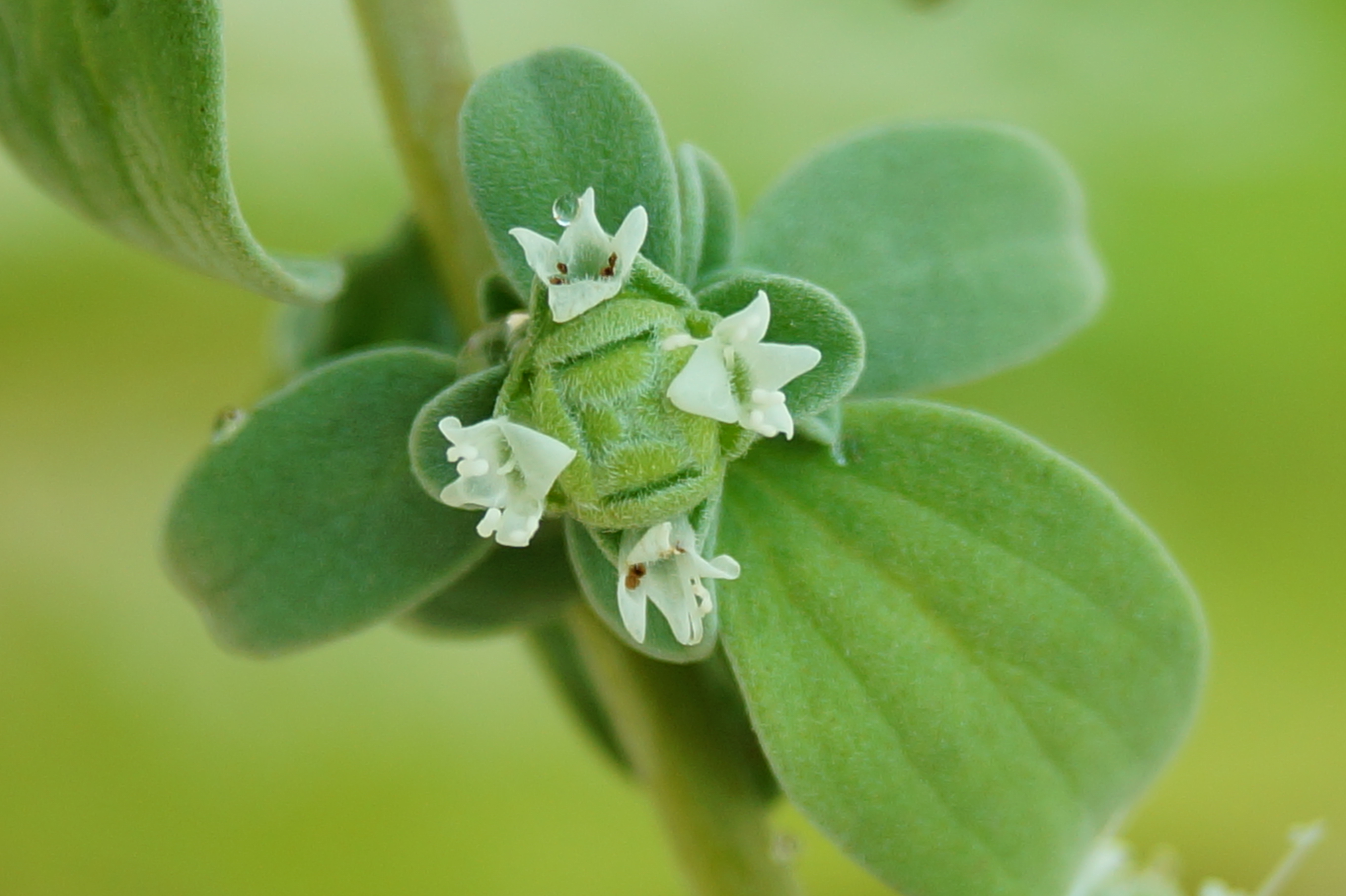 Marjoram Oil