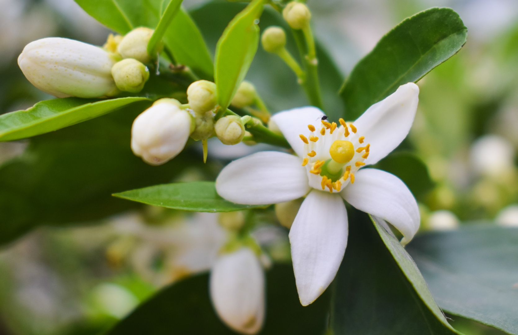 Neroli Oil