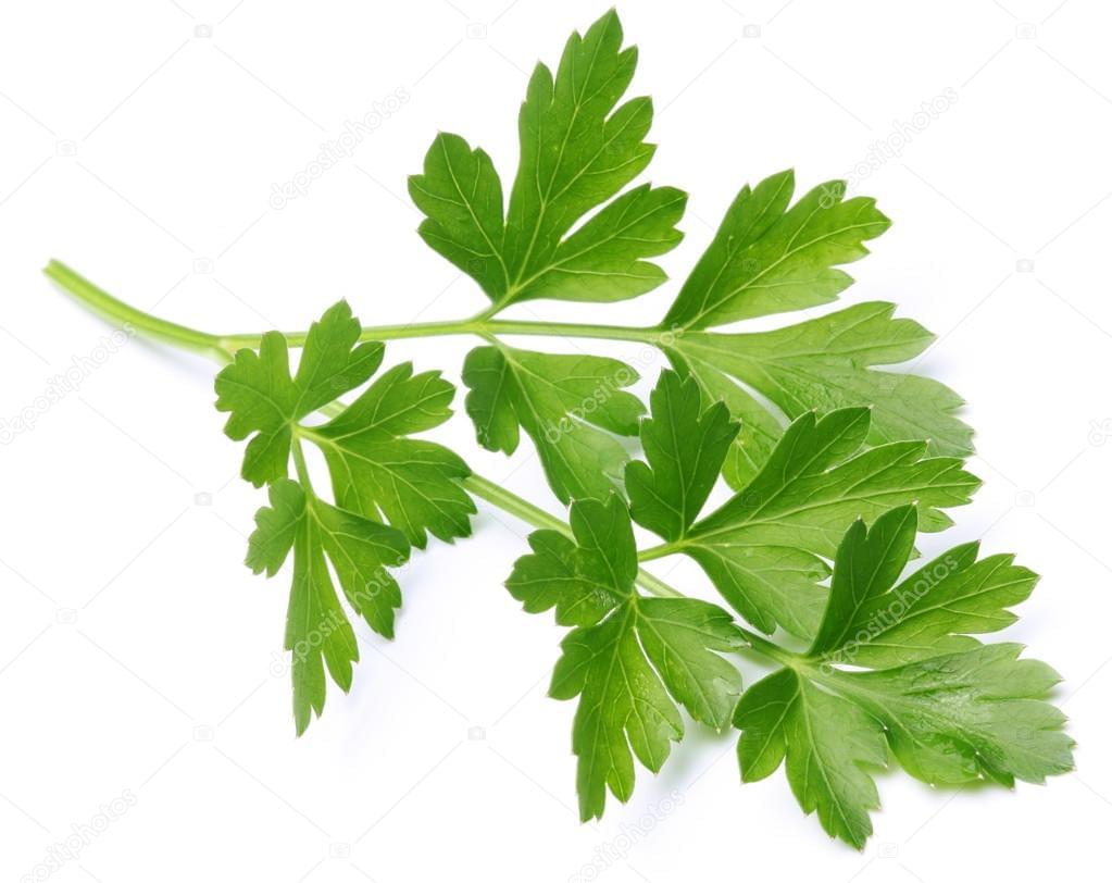 Parsley Leaf Oil