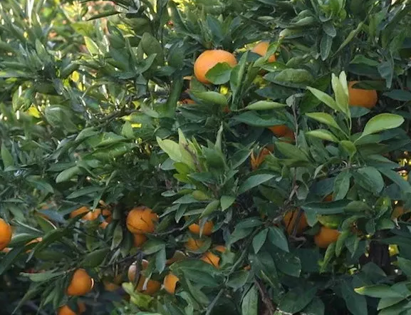 Petitgrain Mandarin oil