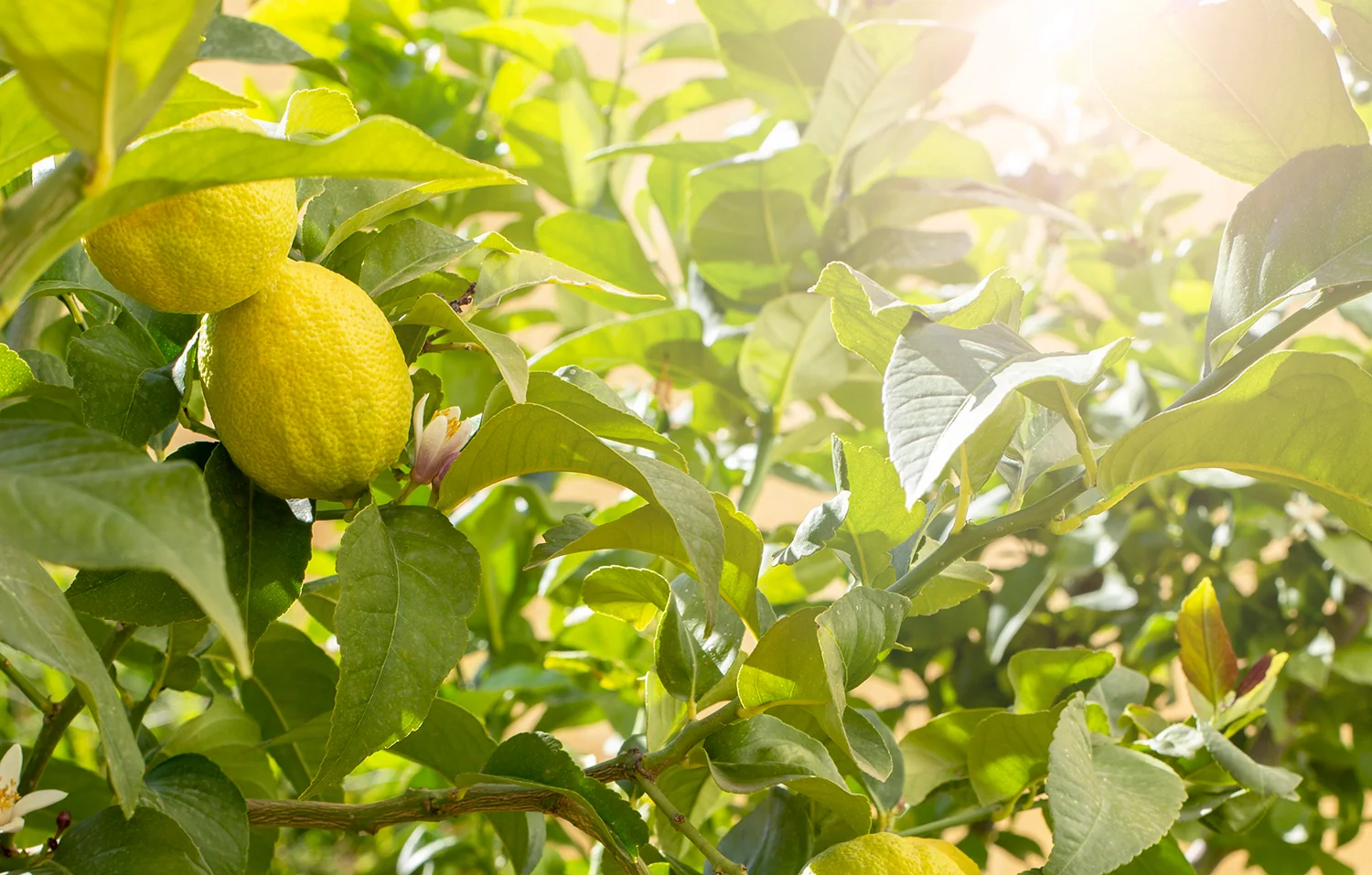 petitgrain Citronnier oil